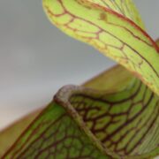 Sarracenia - 'C24 052'