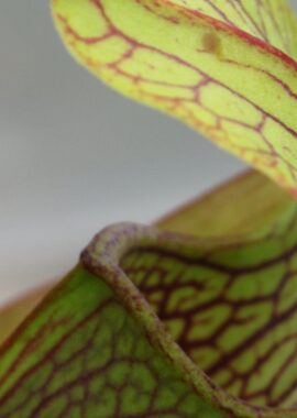 Sarracenia – 'C24 052′