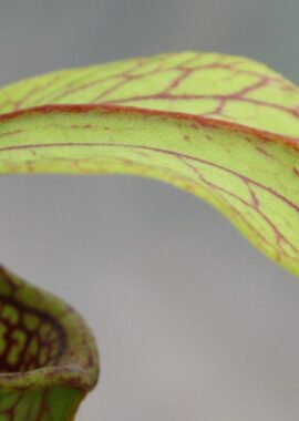 Sarracenia – 'C24 052′