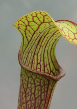 Sarracenia – 'C24 052′