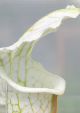 Sarracenia – 'C24 White A’