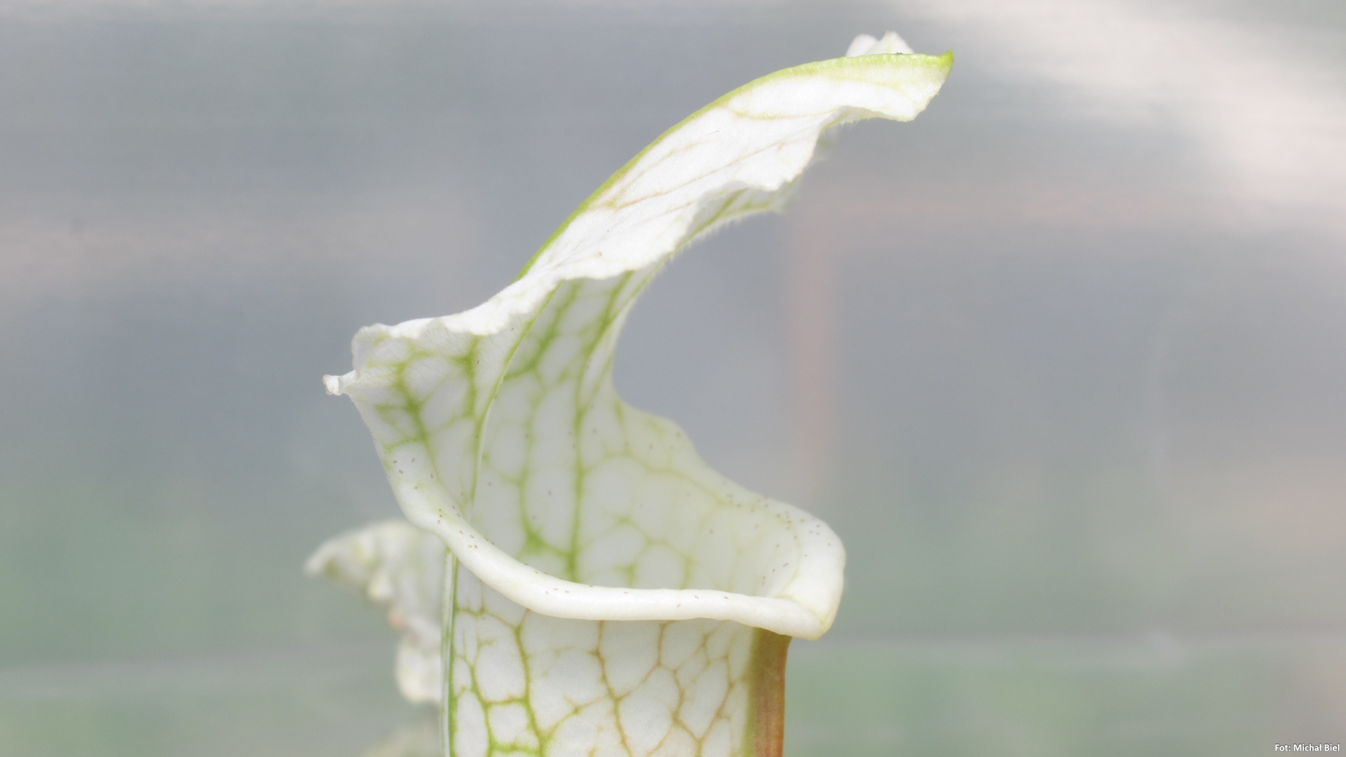 Sarracenia - 'C24 White A'