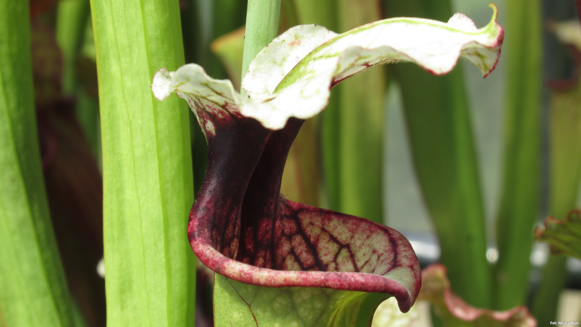 Sarracenia - 'C24 Alfa'