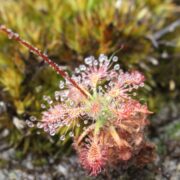 Drosera allantostigma