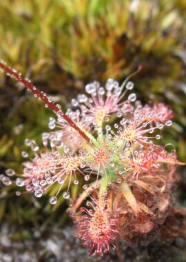Drosera allantostigma