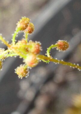 Drosera allantostigma