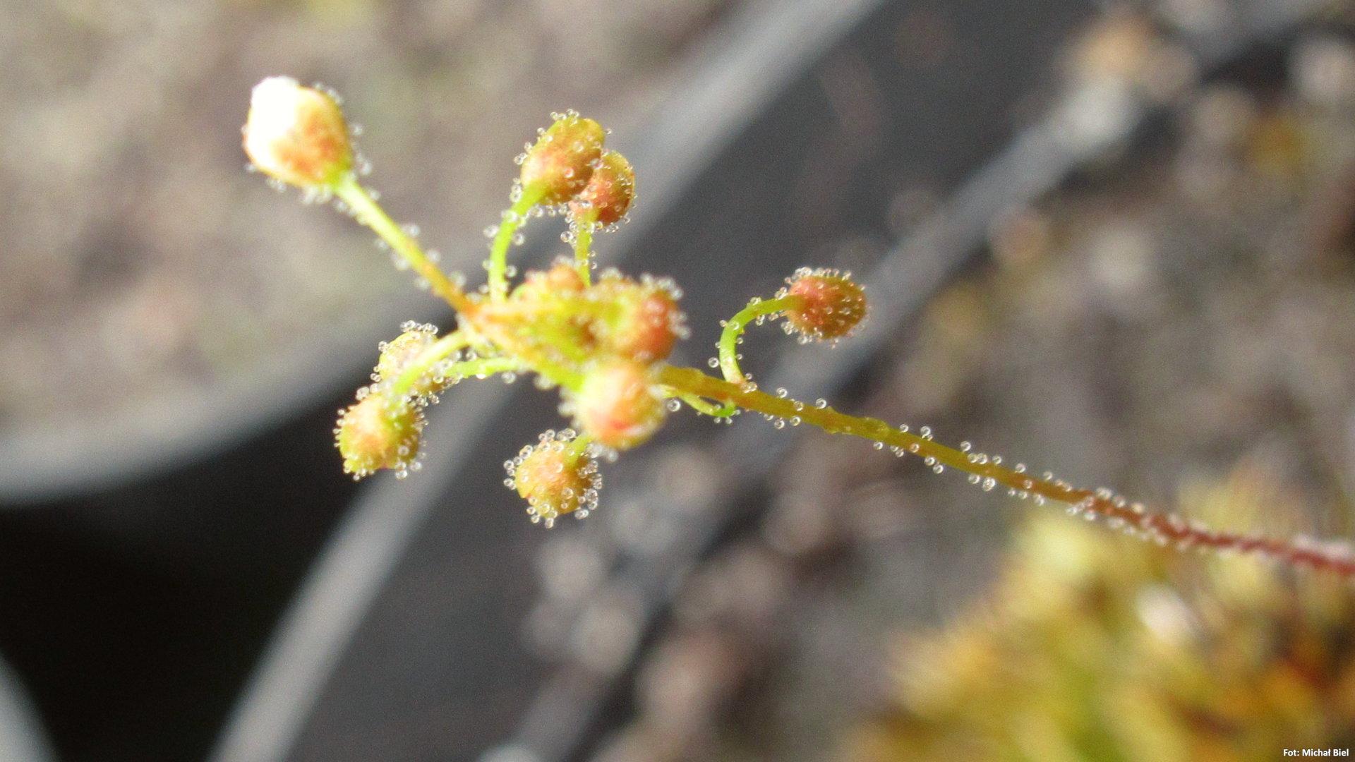 Drosera allantostigma
