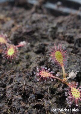 Drosera anglica {Rannoch, Scotland}