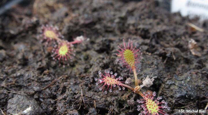 Drosera anglica