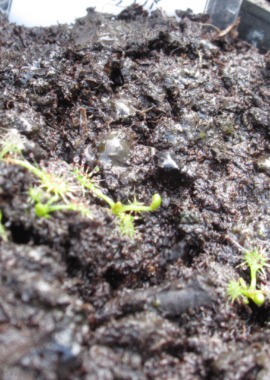 Drosera anglica {Cors Fochno, Wales, UK}