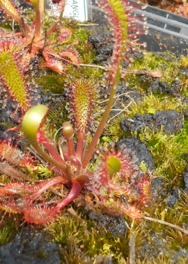 Drosera anglica {Ontario}