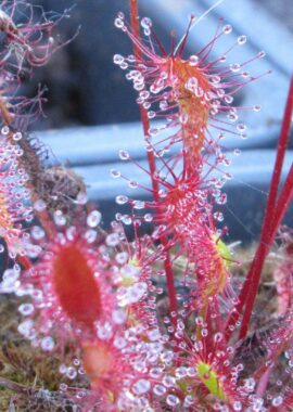 Drosera anglica {Ontario}