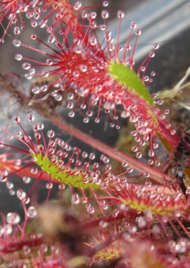 Drosera anglica {Ontario}