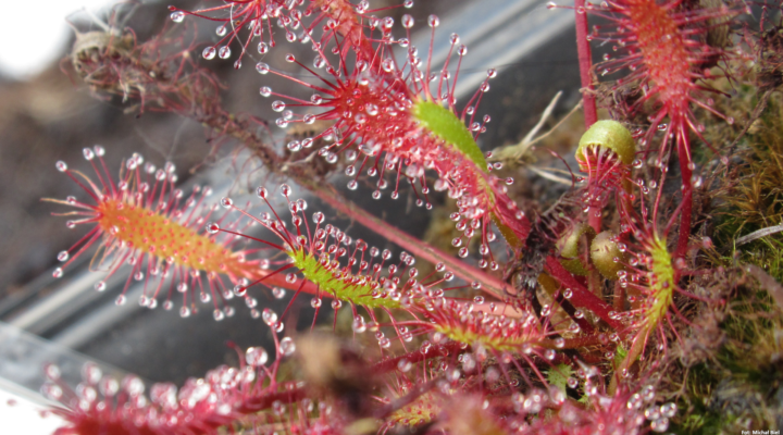 Drosera anglica