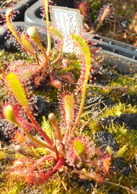 Drosera anglica {Ontario}