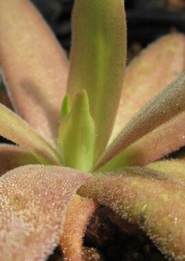 Pinguicula x 'Aphrodite’