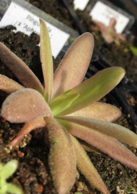 Pinguicula x 'Aphrodite’