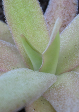 Pinguicula x 'Aphrodite’