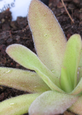 Pinguicula x 'Aphrodite’