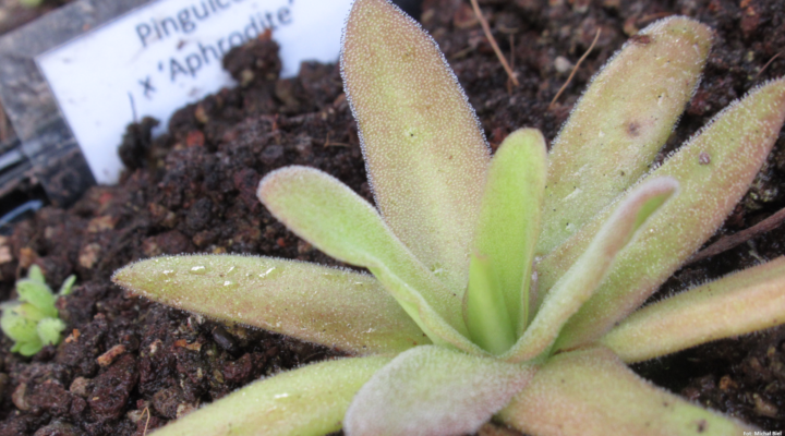Pinguicula x 'Aphrodite’