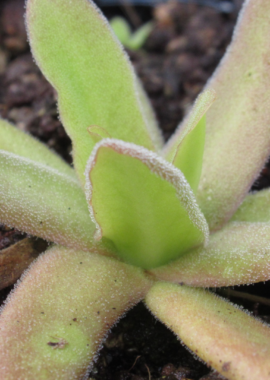 Pinguicula x 'Aphrodite’