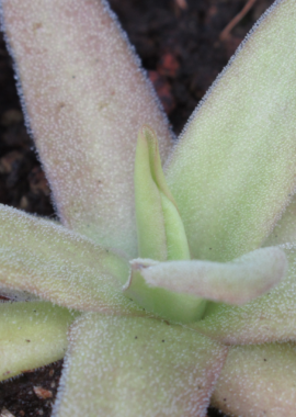 Pinguicula x 'Aphrodite’