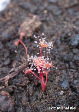 Drosera auriculata {Scotts Peak Dam, Tas.}