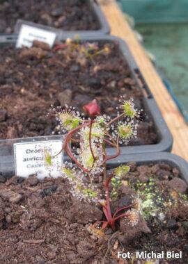 Drosera auriculata {Casterton, Vic.}