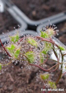 Drosera auriculata {Casterton, Vic.}