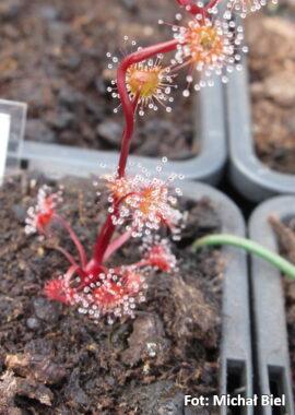 Drosera auriculata {Scotts Peak Dam, Tas.}