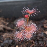 Drosera auriculata (red form) {Mt. William, Vic.}