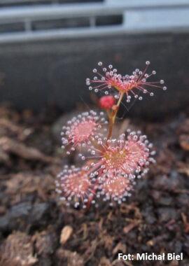 Drosera auriculata (red form) {Mt. William, Vic.}
