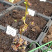 Drosera auriculata {Scotts Peak Dam, Tas.}