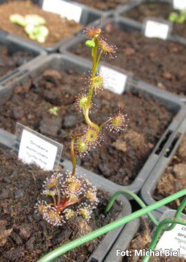 Drosera auriculata {Scotts Peak Dam, Tas.}