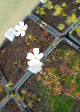 Drosera auriculata (red form) {Mt. Buffalo, Vic.}