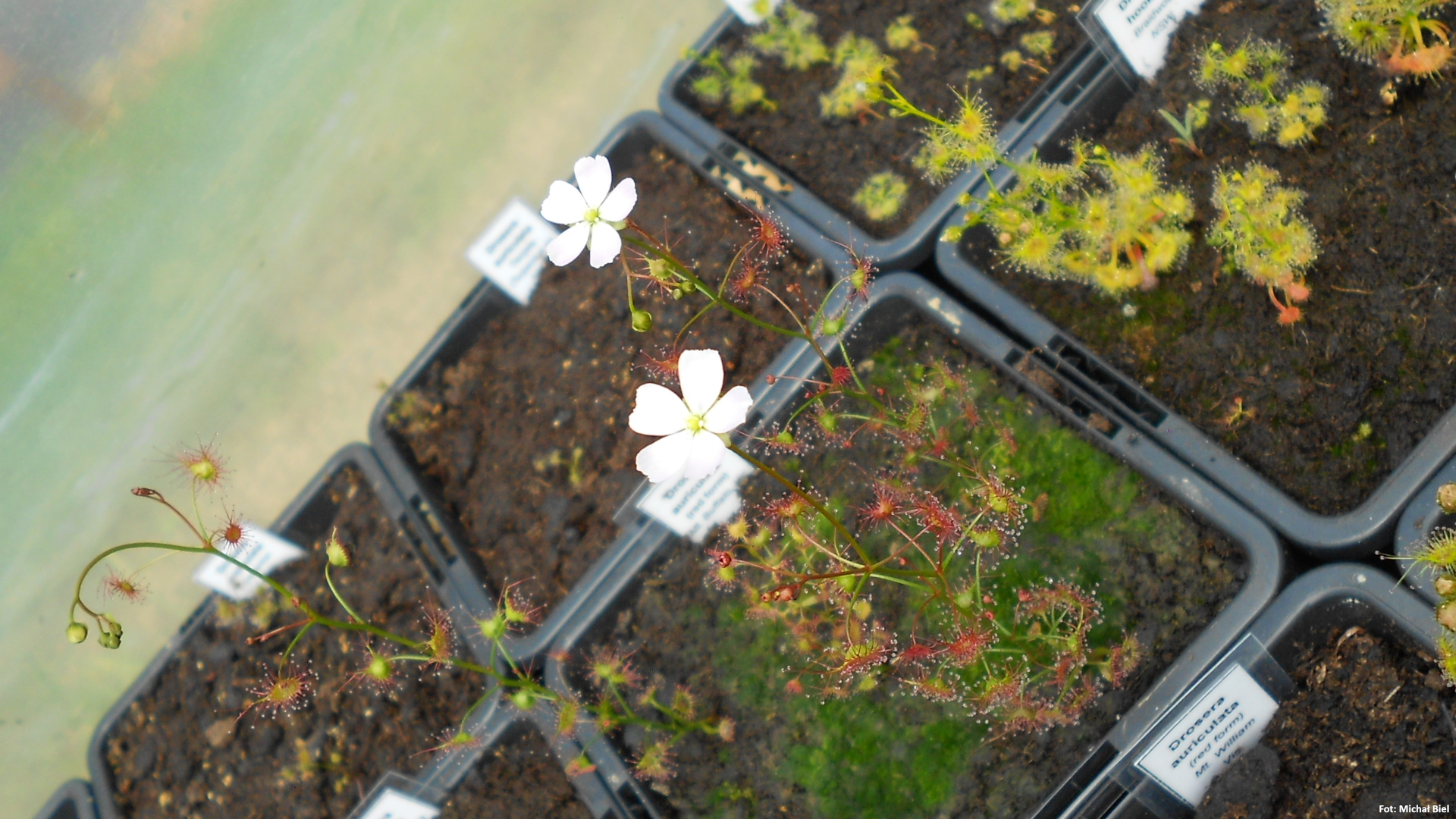 Drosera auriculata (red form) {Mt. Buffalo, Vic.}