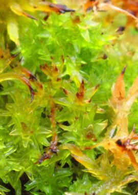 Sphagnum auriculatum