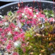 Drosera occidentalis ssp. australis (pink flower, red veins)