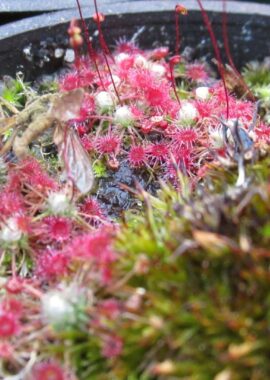 Drosera occidentalis ssp. australis (pink flower, red veins)