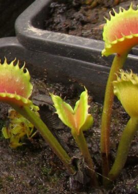 Dionaea muscipula BCP clone aka Bastard Werewolf