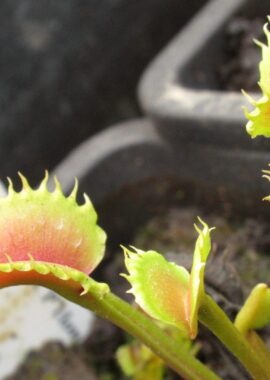 Dionaea muscipula BCP clone aka Bastard Werewolf