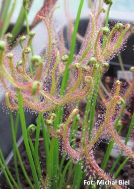 Drosera binata {Blackheath, Blue Mountains}