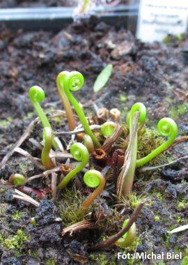 Drosera binata {Blackheath, Blue Mountains}