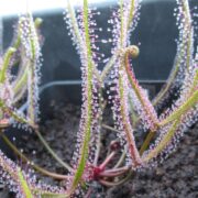 Drosera binata {Blackman Bay}