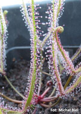 Drosera binata {Blackman Bay}