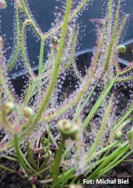 Drosera binata {Mt. Compass, SA}