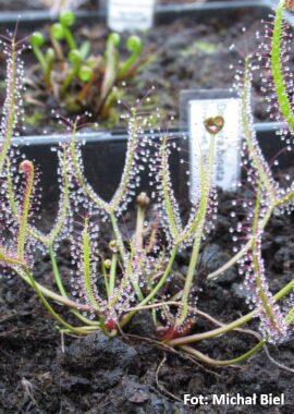 Drosera binata {Freycinet, Tas}