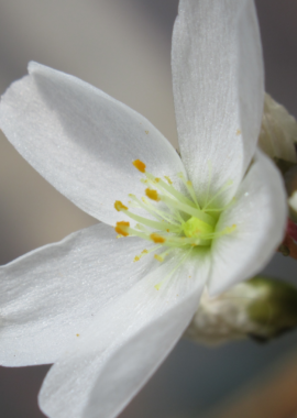 Drosera binata var. multifida f. extrema {Angourie}