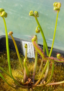 Drosera binata {Blackheath, Blue Mountains}
