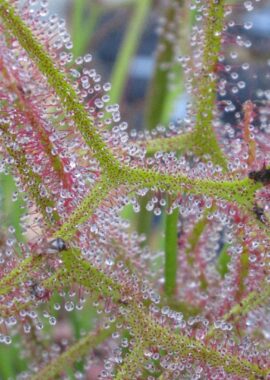 Drosera binata {Blackheath, Blue Mountains}